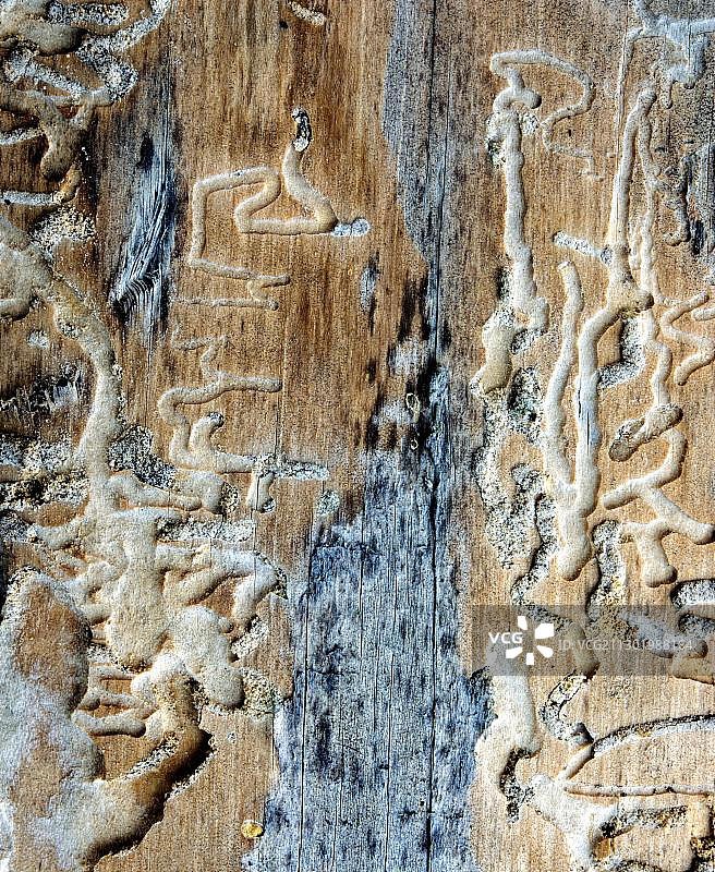 树皮甲虫的廊道图案图片素材