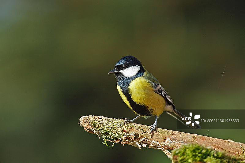 大山雀图片素材