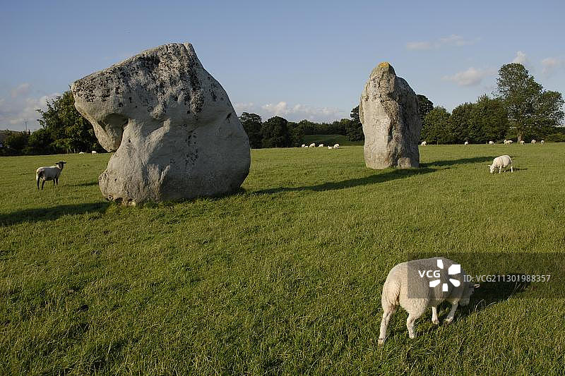 英国威尔特郡埃夫伯里巨石阵中吃草的绵羊图片素材