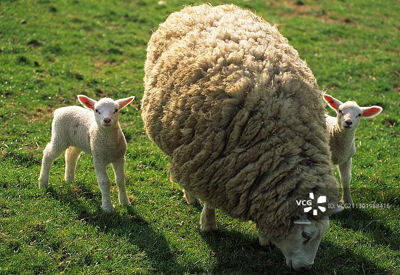 德国叙尔特岛：草地上有两只小羊的绵羊图片素材