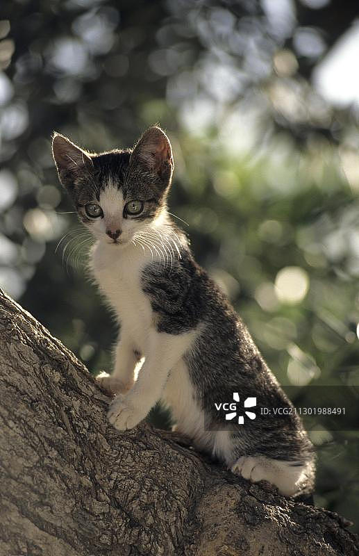 家猫，树上的小猫图片素材