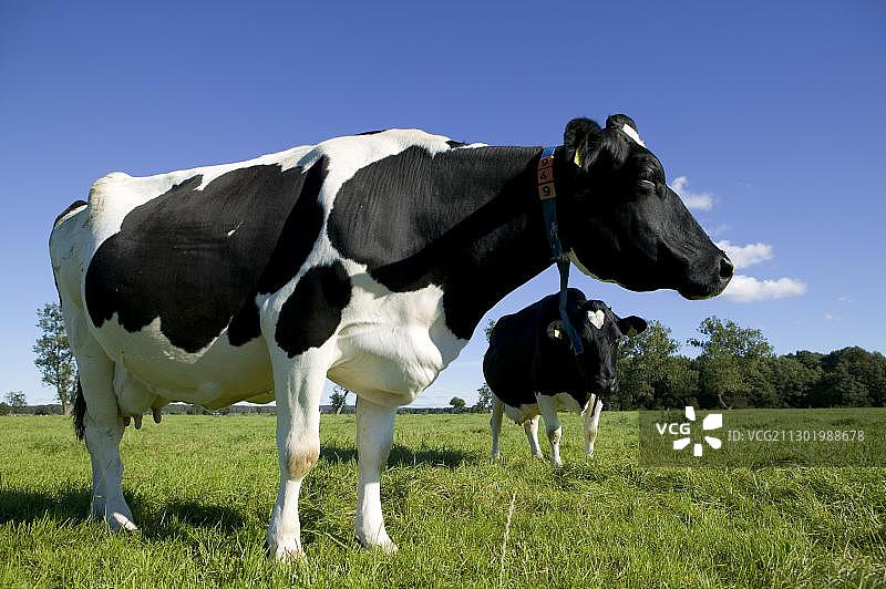 德国乌瑟多姆岛草甸上的乳牛图片素材