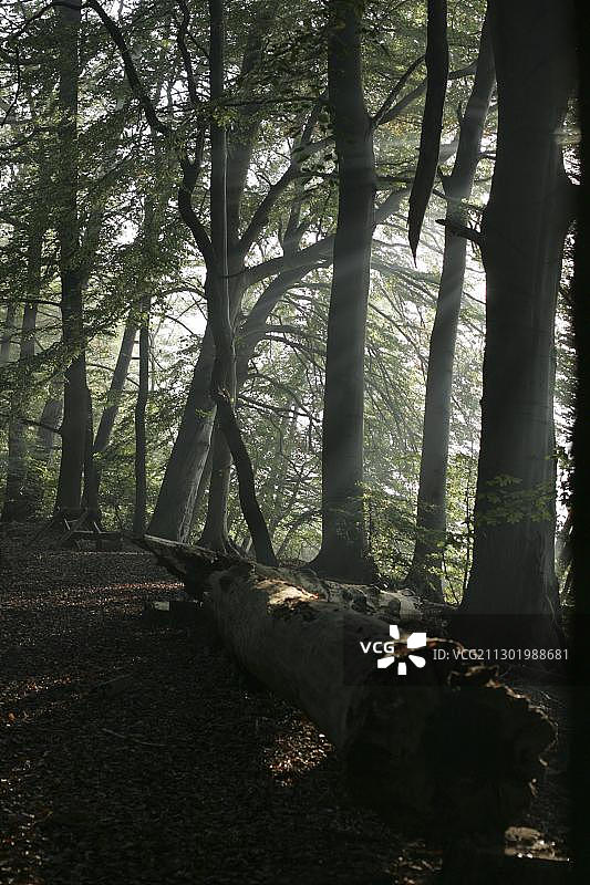 森林小路图片素材