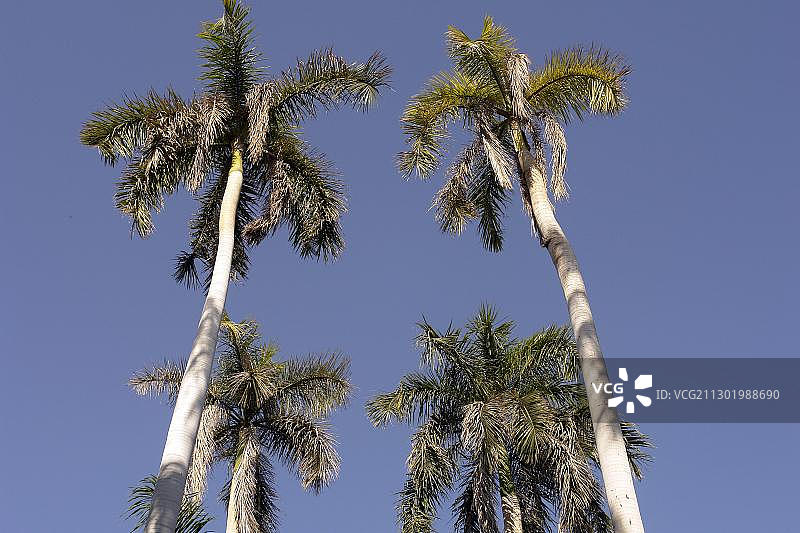 阿斯旺基奇纳岛尼罗河上的国王椰子树图片素材