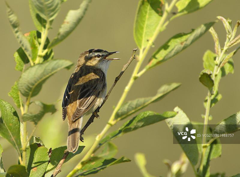 芦苇莺（Acrocephalus schoenobaenus）图片素材