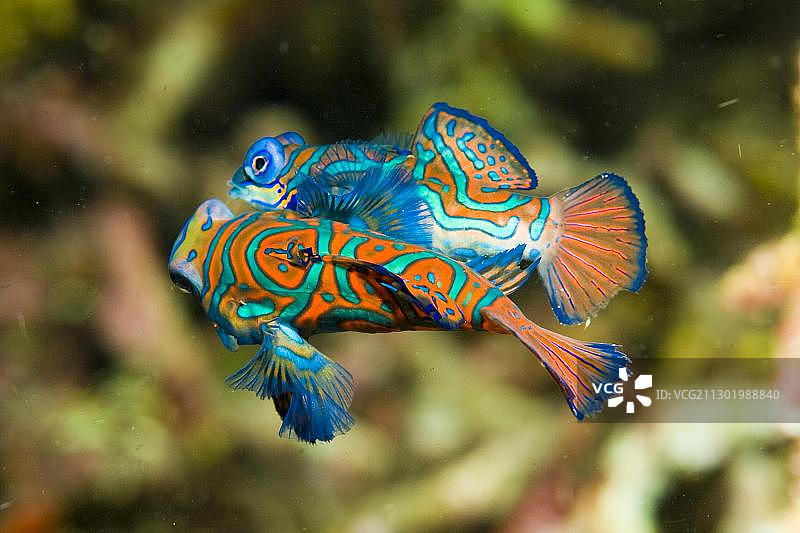 印尼鸳鸯鱼求偶图片素材