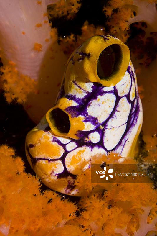 金色海鞘：珊瑚上的墨点海鞘图片素材