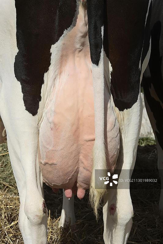 德国北莱茵-威斯特法伦州奥登塔尔-埃坎普的幼牛市场（2005年）图片素材