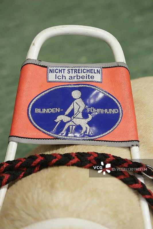 导盲犬，德国，欧洲图片素材