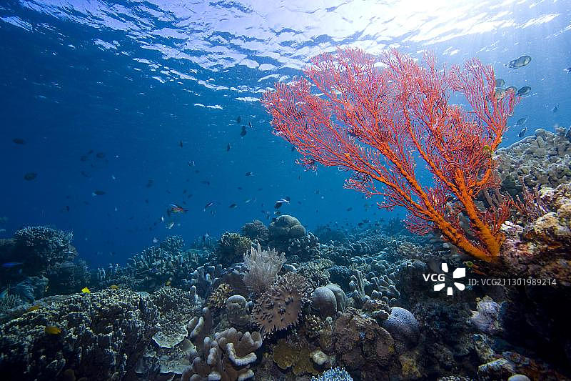 印度尼西亚浅水区的珊瑚礁图片素材