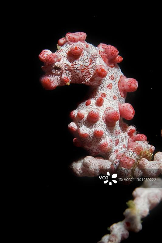 豆丁海马，印度尼西亚图片素材