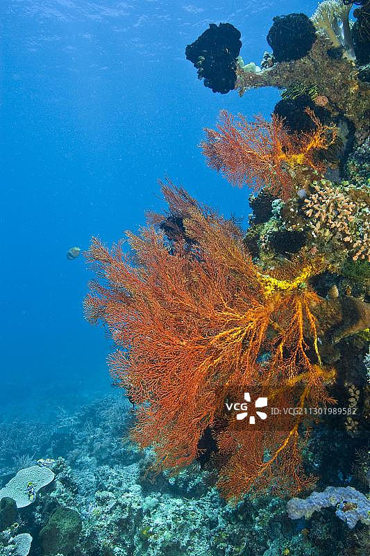 印度尼西亚珊瑚礁图片素材