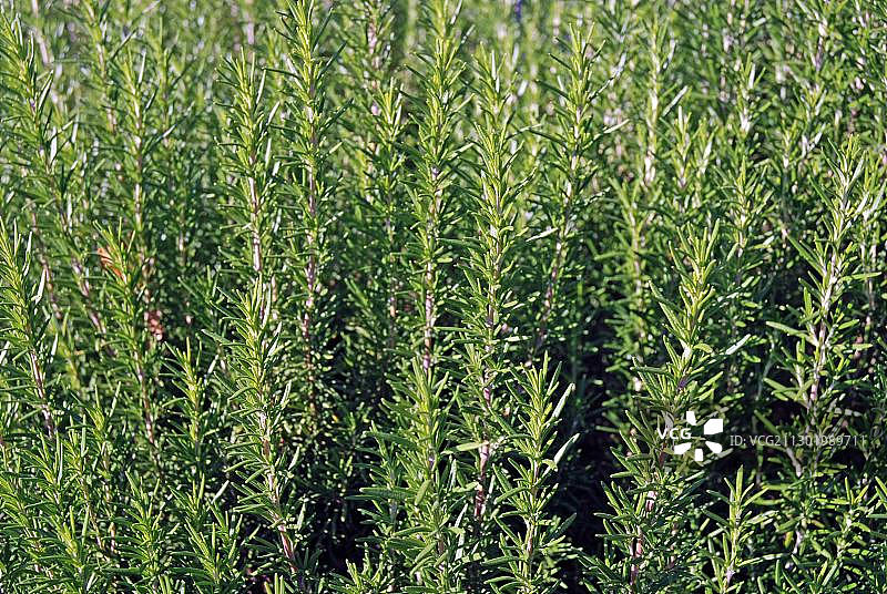 迷迭香图片素材