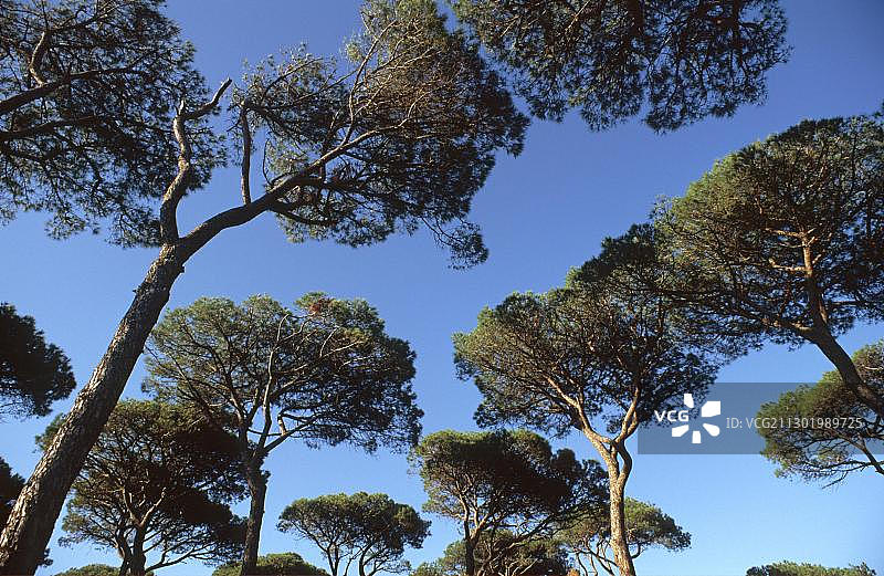 马雷玛海岸的松树林，托斯卡纳，意大利，欧洲图片素材