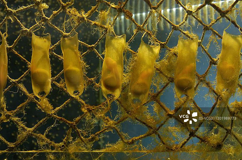 沙洲灰鲨的卵图片素材