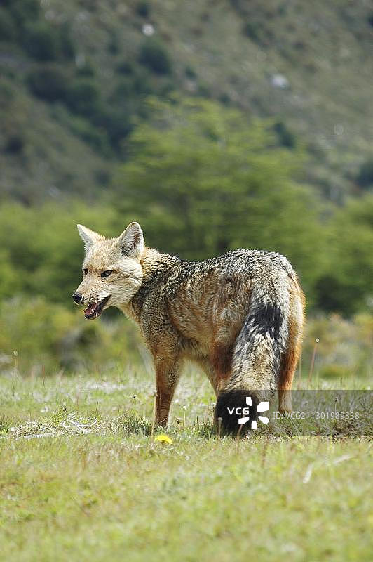 百内国家公园的巴塔哥尼亚灰狐（智利，南美洲）图片素材