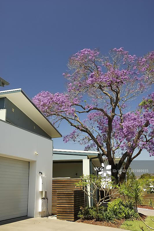 澳大利亚昆士兰州布里斯班的蓝花楹图片素材