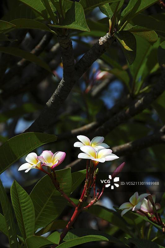 白色和黄色鸡蛋花，澳大利亚北领地达尔文图片素材