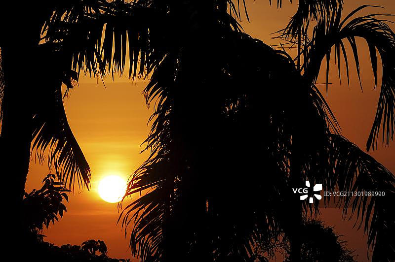 澳大利亚达尔文日落时分的棕榈树剪影图片素材