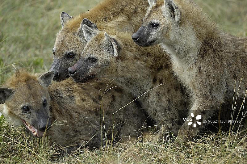坦桑尼亚塞伦盖蒂西部走廊，紧密相依的斑鬣狗群图片素材