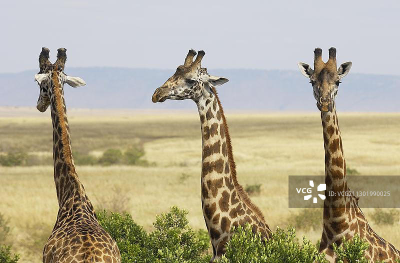马赛长颈鹿，肯尼亚马赛马拉图片素材