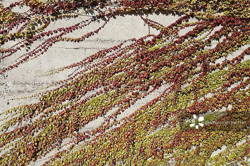 秋色 Virginia Creeper 混凝土背景图片素材