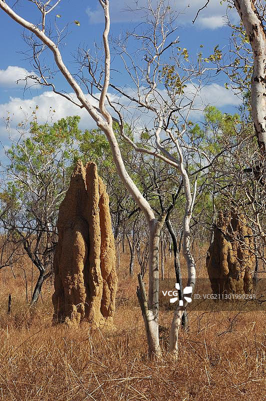白蚁丘，北部地区，澳大利亚，大洋洲图片素材