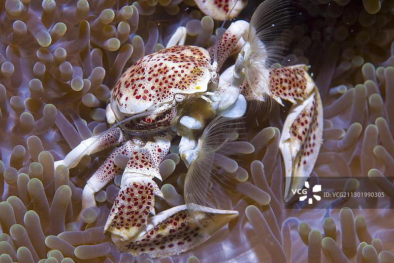 点状海葵蟹（Neopetrolisthes maculatus），印度尼西亚。图片素材