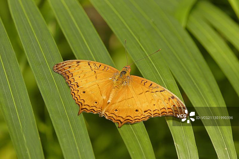 马来西亚热带蝴蝶：黄君主凤蝶图片素材