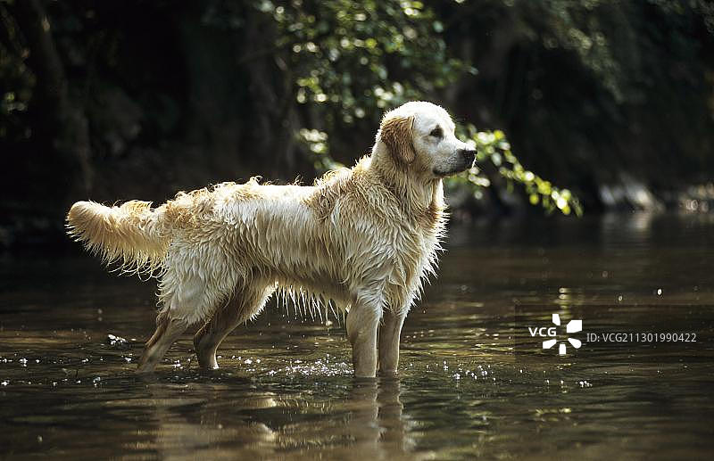 站在水中的金毛寻回犬，毛发湿漉漉的图片素材