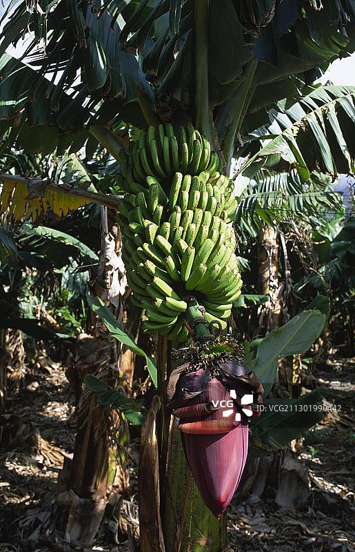 加那利群岛拉帕尔马岛的香蕉种植园图片素材