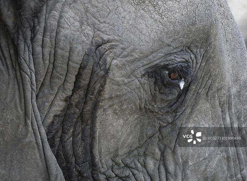非洲丛林象，水汪汪的眼睛特写，肯尼亚马赛马拉图片素材