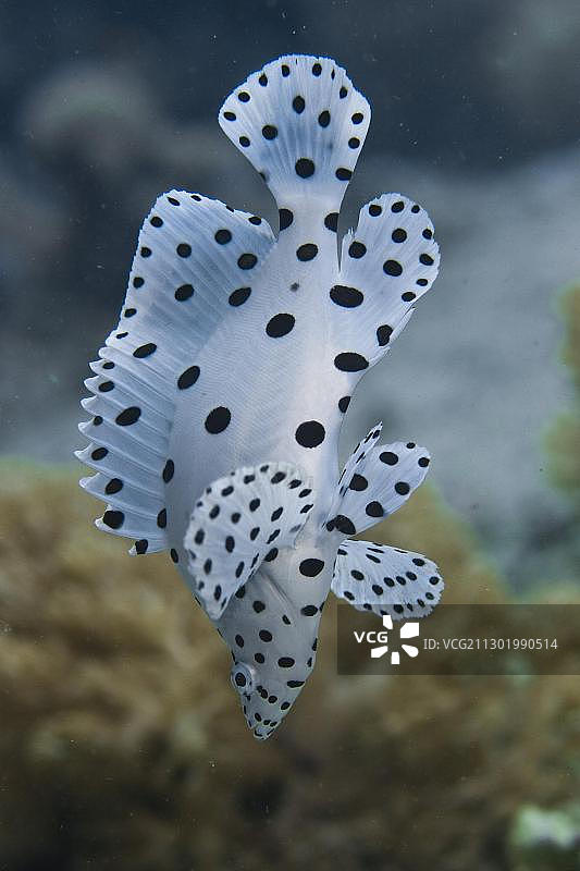 澳洲尖吻鲈驼背石斑鱼或澳洲鳕鱼（高体革鱼），印度尼西亚图片素材