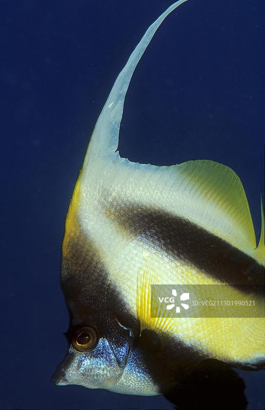 红海丝鳍蝴蝶鱼，埃及图片素材
