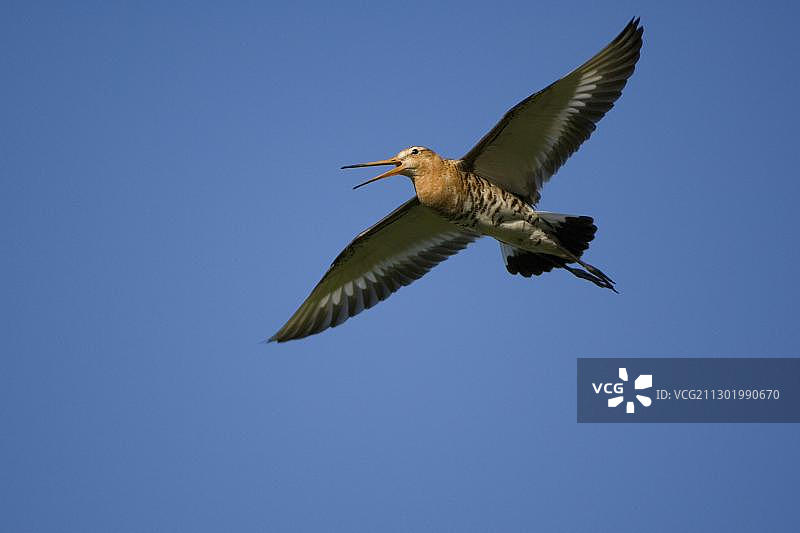 荷兰，黑尾塍鹬图片素材