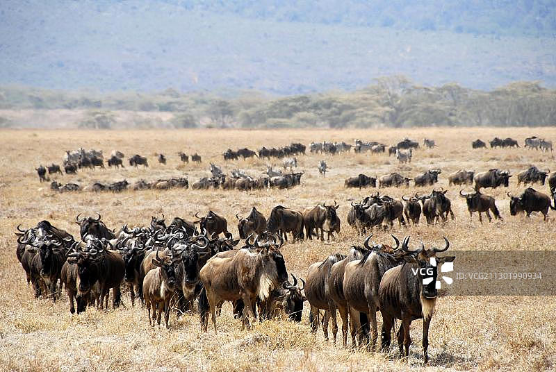 牛羚（角马）大群穿过坦桑尼亚恩戈罗恩戈罗火山口的干燥草原图片素材