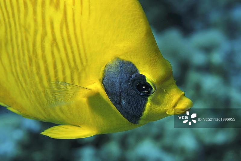 半线蝴蝶鱼：红海，埃及，非洲图片素材