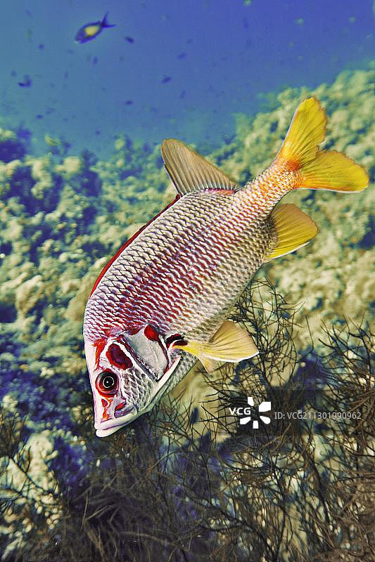 红海鳞松鲷图片素材