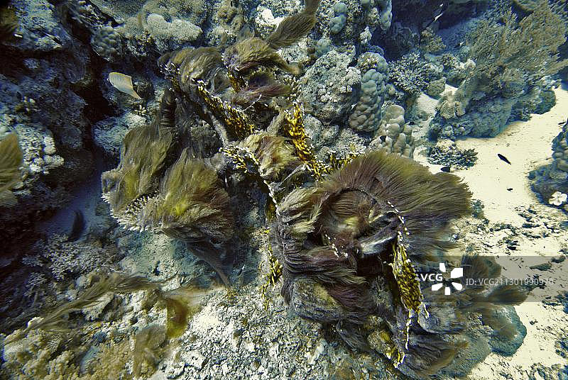 柳珊瑚，软珊瑚藻类，红海，埃及，非洲图片素材