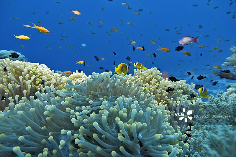 克氏海葵鱼游弋于壮丽海葵之上——红海，埃及，非洲图片素材
