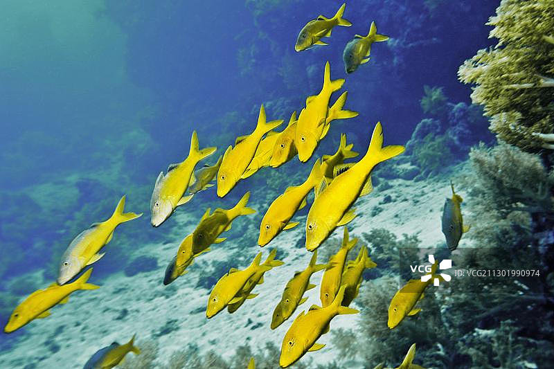 金点山羊鱼，红海，埃及，非洲图片素材