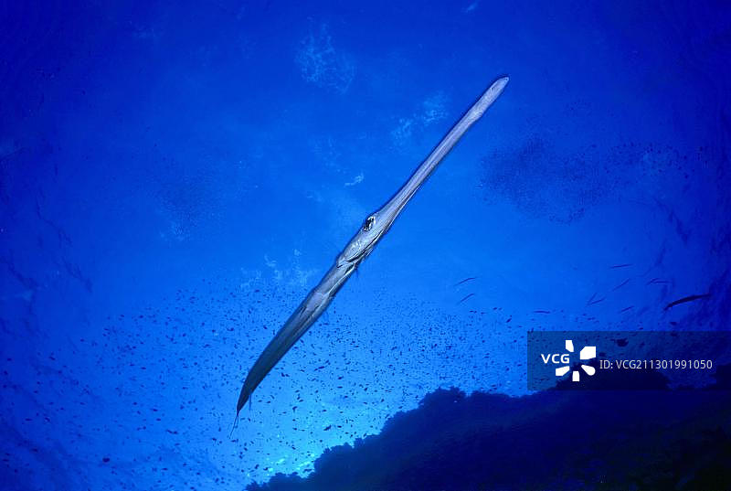 喇叭鱼图片素材