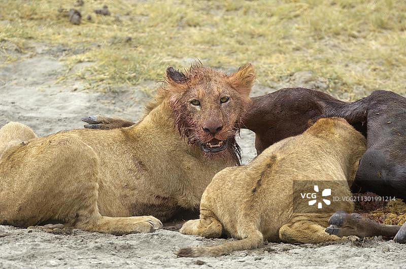 坦桑尼亚恩戈罗恩戈罗火山口，狮子清晨捕猎图片素材