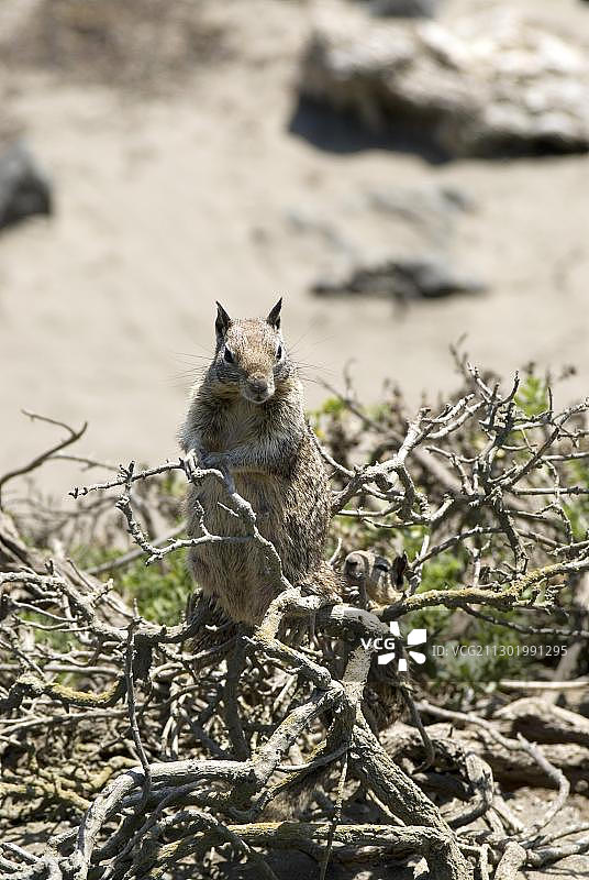加利福尼亚花栗鼠，美国，北美洲图片素材