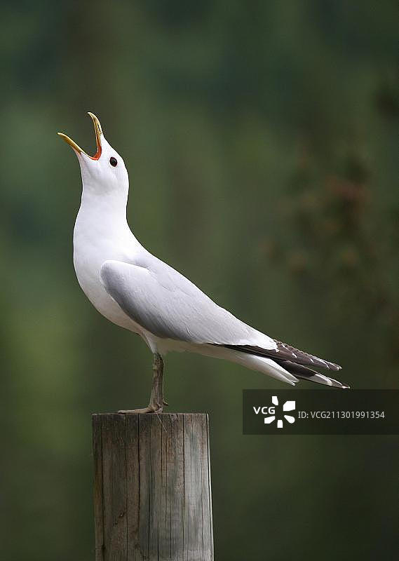 常见海鸥，瑞典图片素材