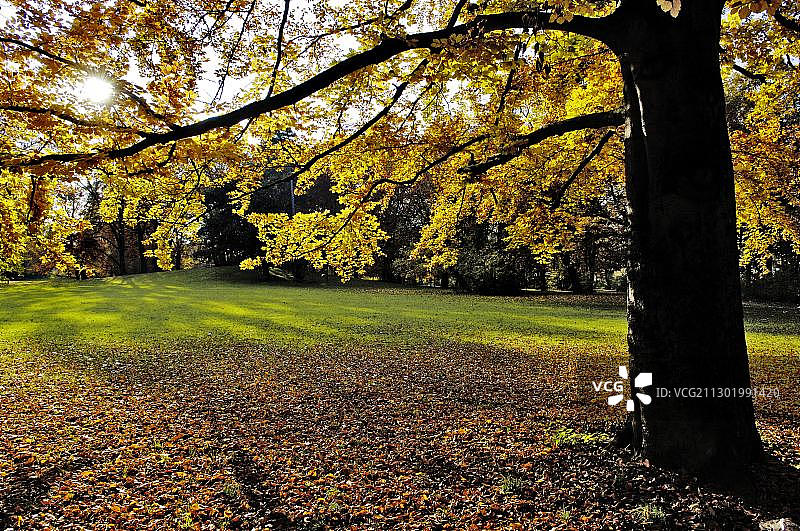 德国秋季山毛榉图片素材