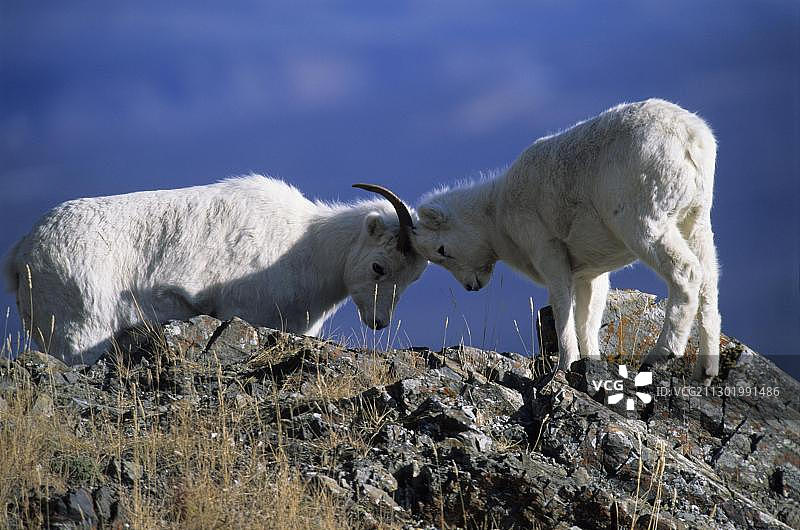 加拿大克卢恩国家公园的道尔绵羊母羊和小羊羔图片素材