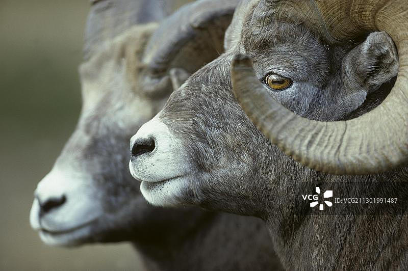 美洲大角羊公羊头部特写图片素材