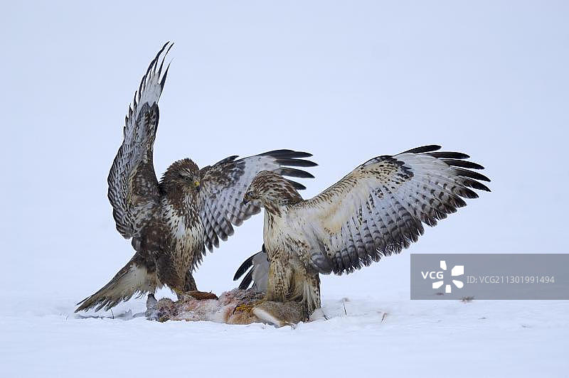 普通鵟（Buteo buteo）争夺猎物图片素材