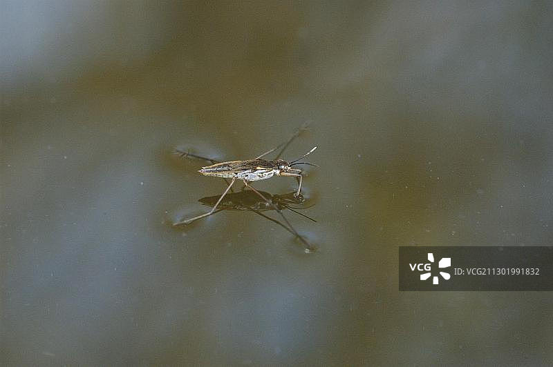 水面上的水黾图片素材